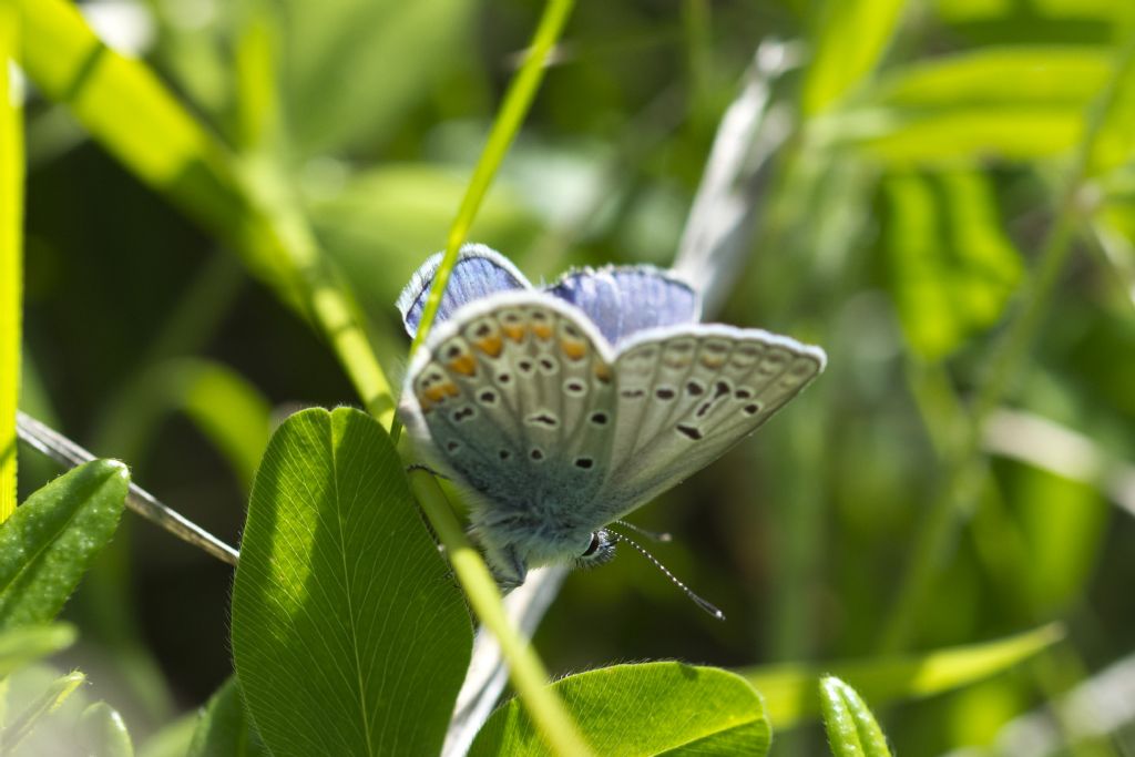 Polyommatus thersites?